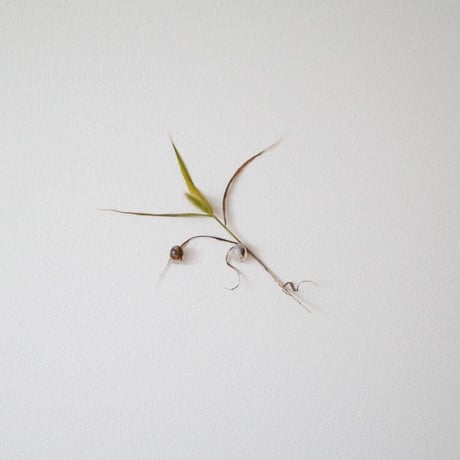 madagascar & akichi 03