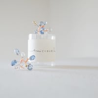 microcosm coral