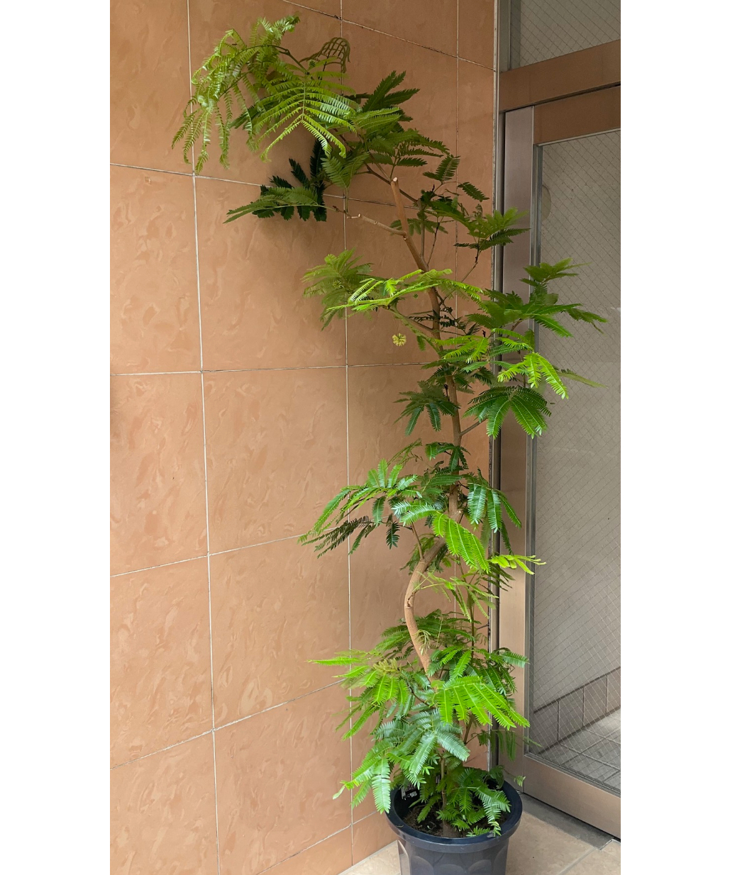 waicchi様】大型観葉植物 エバーフレッシュ 約2m