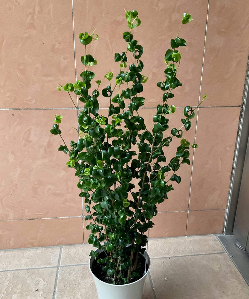 ベンジャミン バロック(4800円） | フルールはなはな