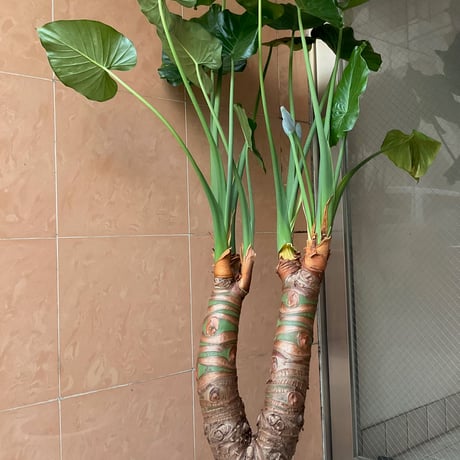 クワズイモ | STORES