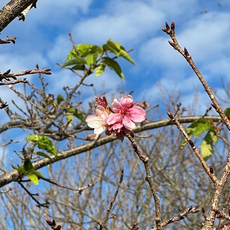 第20回生活の木フレグランスコンテスト最優秀賞受賞作品：Yumisol Aroma Garden・Inner Aroma fragrance『愛姫桜（まなひめさくら）』１５㎖