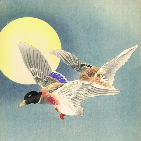 森田華香「真鴨」大正期【浮世絵】