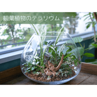 【レッスン】観葉植物のテラリウム