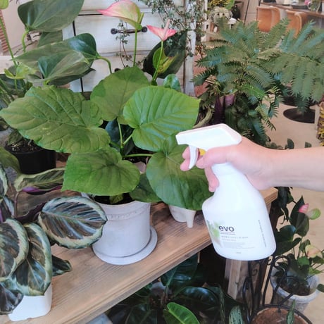 観葉植物とエアプランツが元気に育つ水 300ml（画像右）