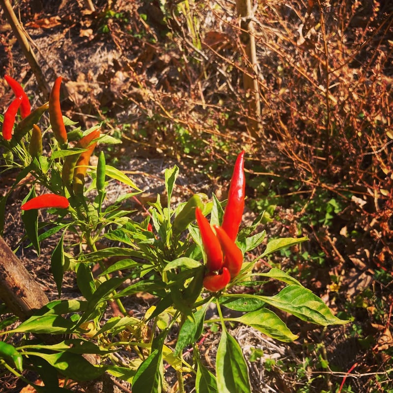 生姜こしょう（100g） | なかむら耕作所