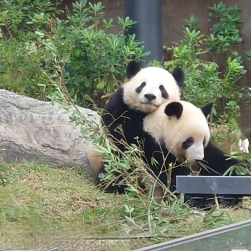 ラスト1点【Memories of Xiaolei】「オレのレイ」☆シャオレイモデル