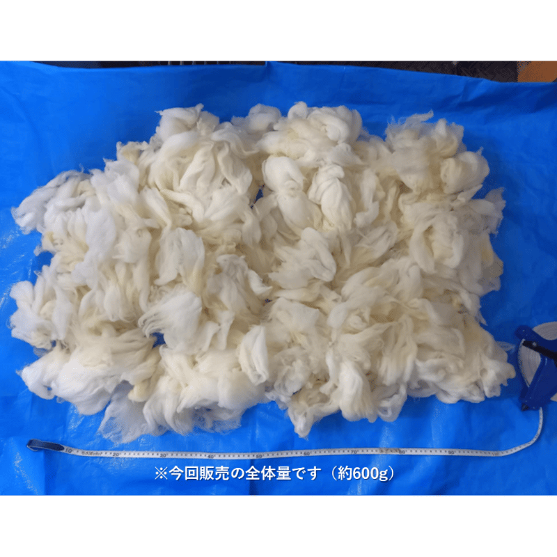 羊毛 手洗い羊毛 長毛種 フライスランド系統（100g単位） | 阿蘇さとう農園