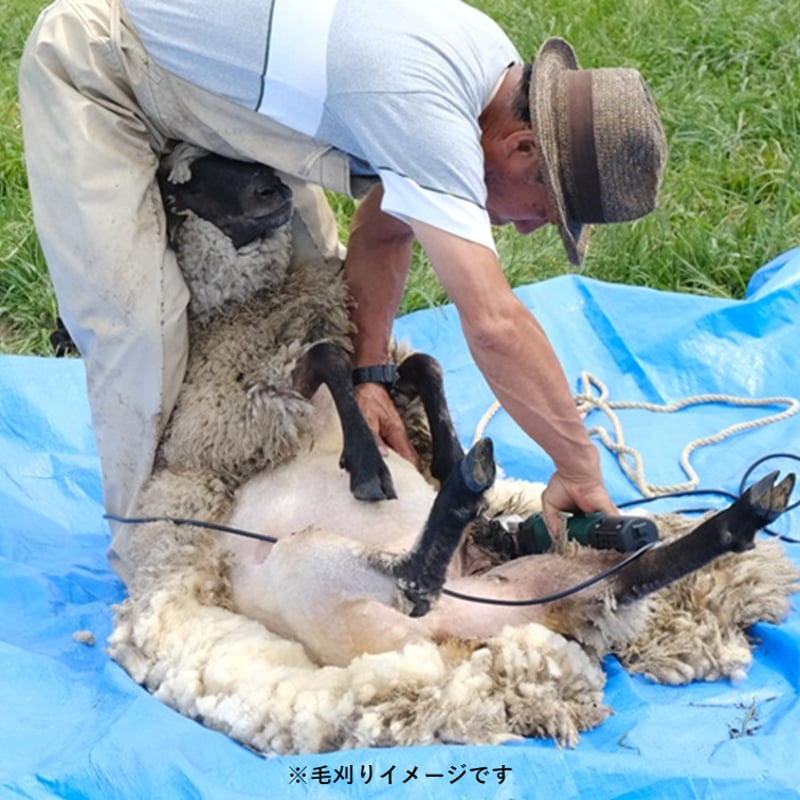 手洗い羊毛 長毛種 フライスランド系統（100g単位） | 阿蘇さとう農園