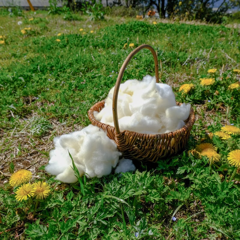 手洗い羊毛 長毛種 フライスランド系統（100g単位） | 阿蘇さとう農園