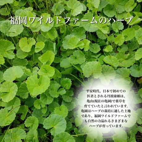 ～ツボクサのリキュール～蛇谷(じゃだに)180ml