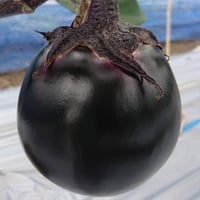 花山椒と筍のセット | FUKUOKA WILD FARM