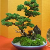 Hakuモデリング STORE