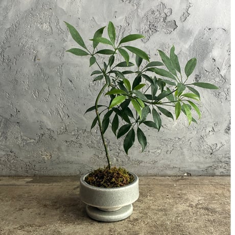 シェフレラコンパクタ | STORES