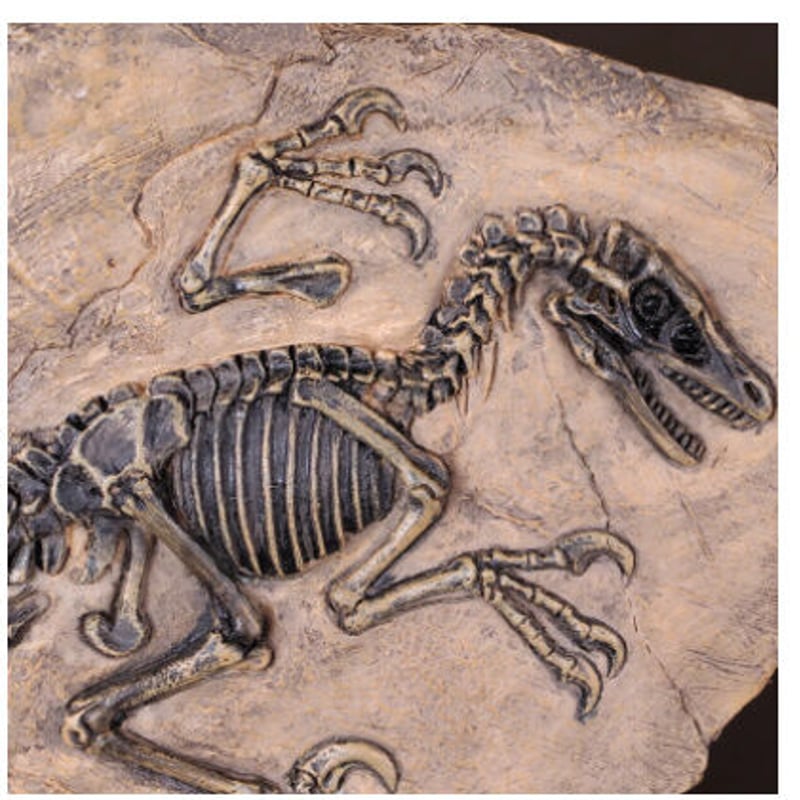 お得なセット  ティラノサウルス & トリケラトプス 化石 インテリアオブジェ