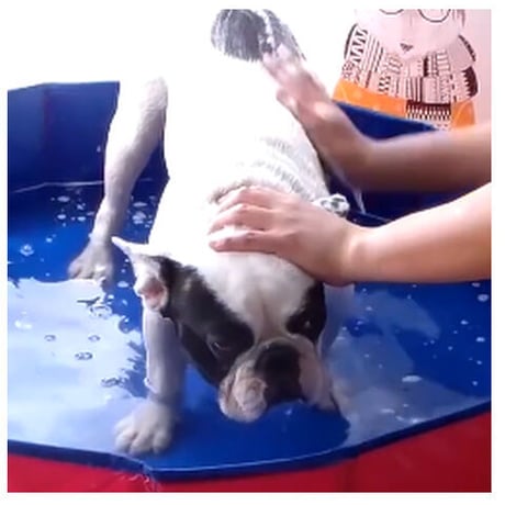 【犬プール】 ペット用 猫 子供用にも 折りたたみ式 お風呂 バスタブ 水遊び 水浴び 夏 持ち運び便利 60x20cm 清潔 暑い季節に 【簡単セッティング】