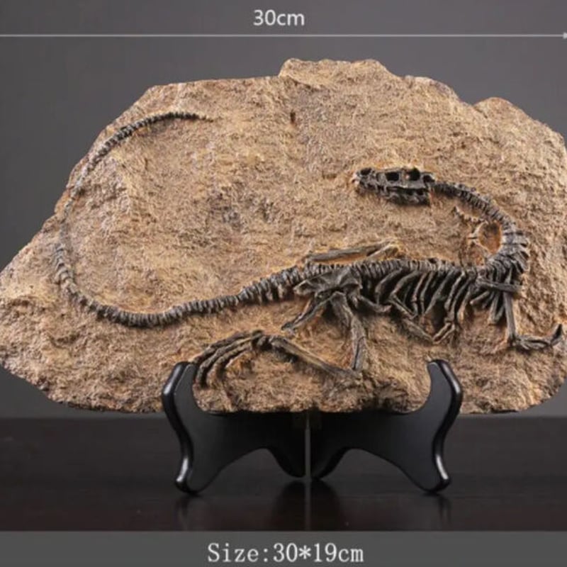 オブジェ】 置物 インテリア 型 化石 恐竜の骨 ディプロドクス