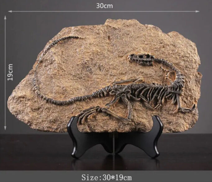 オブジェ】 置物 インテリア 型 化石 恐竜の骨 ディプロドクス
