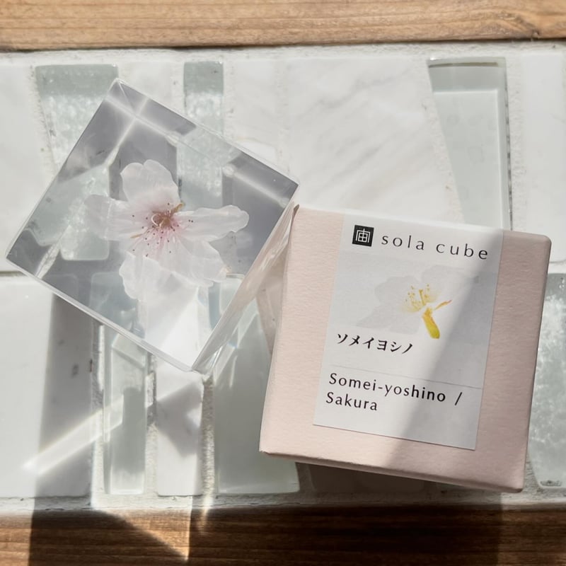 ウサギノネドコ サクラのSola cube ソメイヨシノ | ツバキ舎