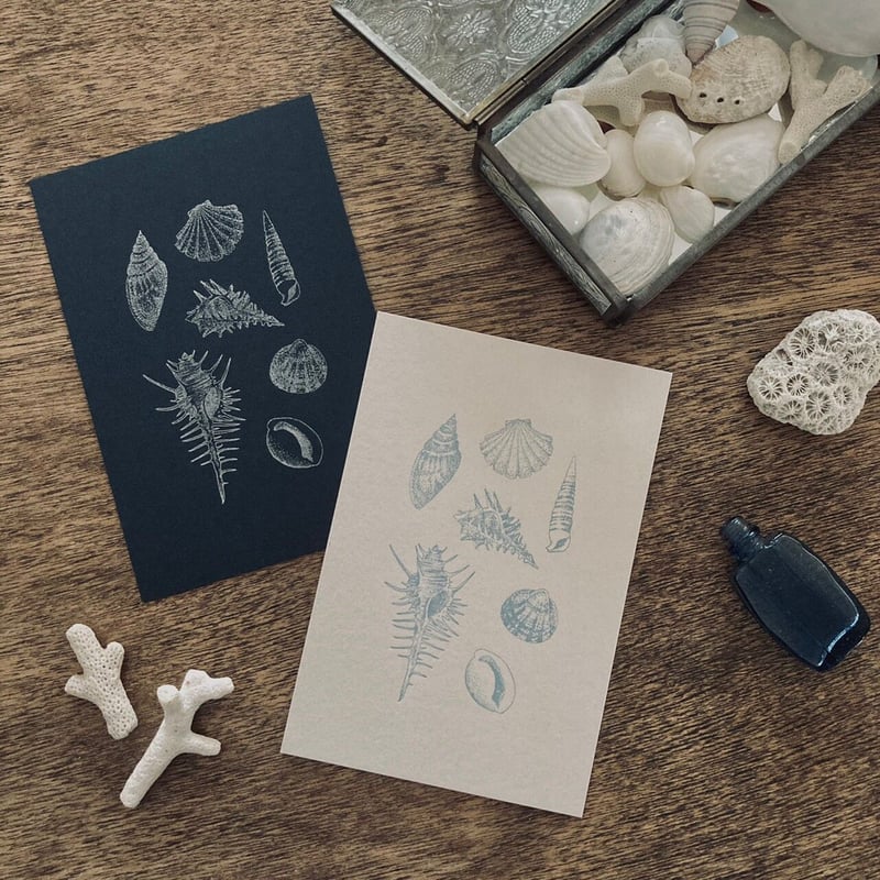 knoten ポストカード 貝あつめ | ツバキ舎