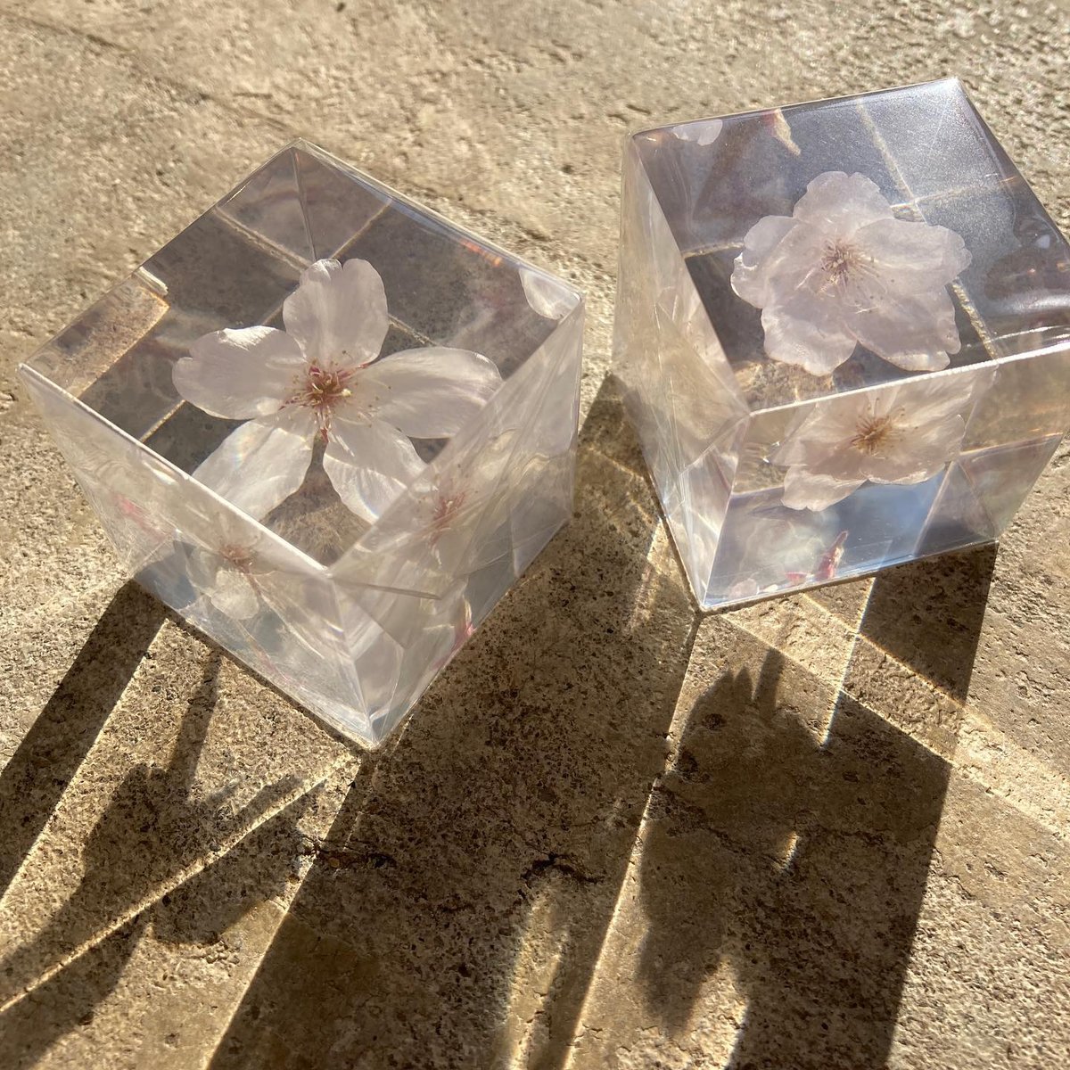 ウサギノネドコ ソラキューブ サクラ２個セット SOLA CUBE Sakura（サクラ 桜）/ Usaginonedoko ウサギノネドコ