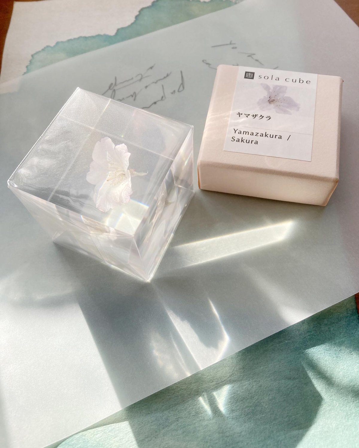 ウサギノネドコ ソラキューブ『ヤマザクラ』 新作 桜のSola cube販売開始のお知らせ – 株式会社ウサギノネドコ