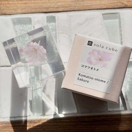 ウサギノネドコ　サクラのSola cube　コマツオトメ
