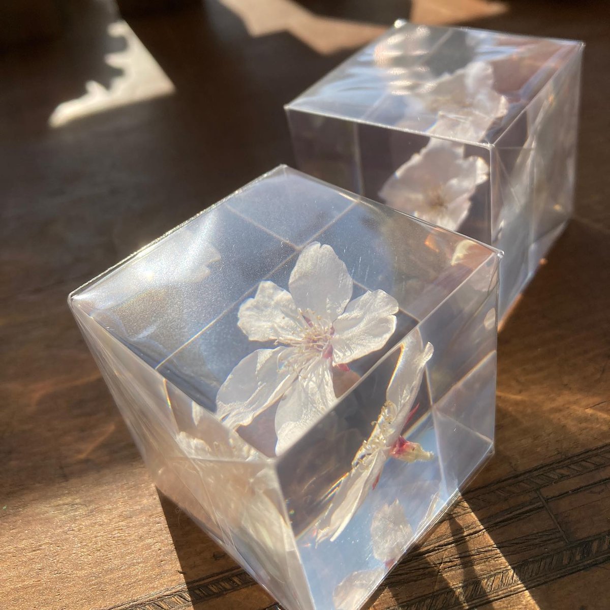 ウサギノネドコ サクラのSola cube ソメイヨシノ | ツバキ舎
