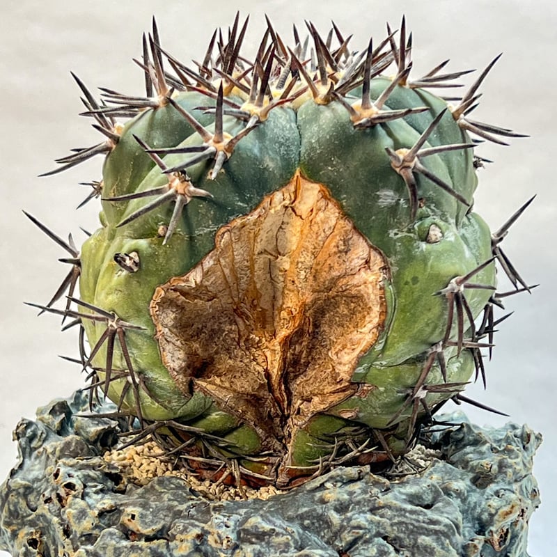 エキノカクタス 雷帝 錦 | monkey plants