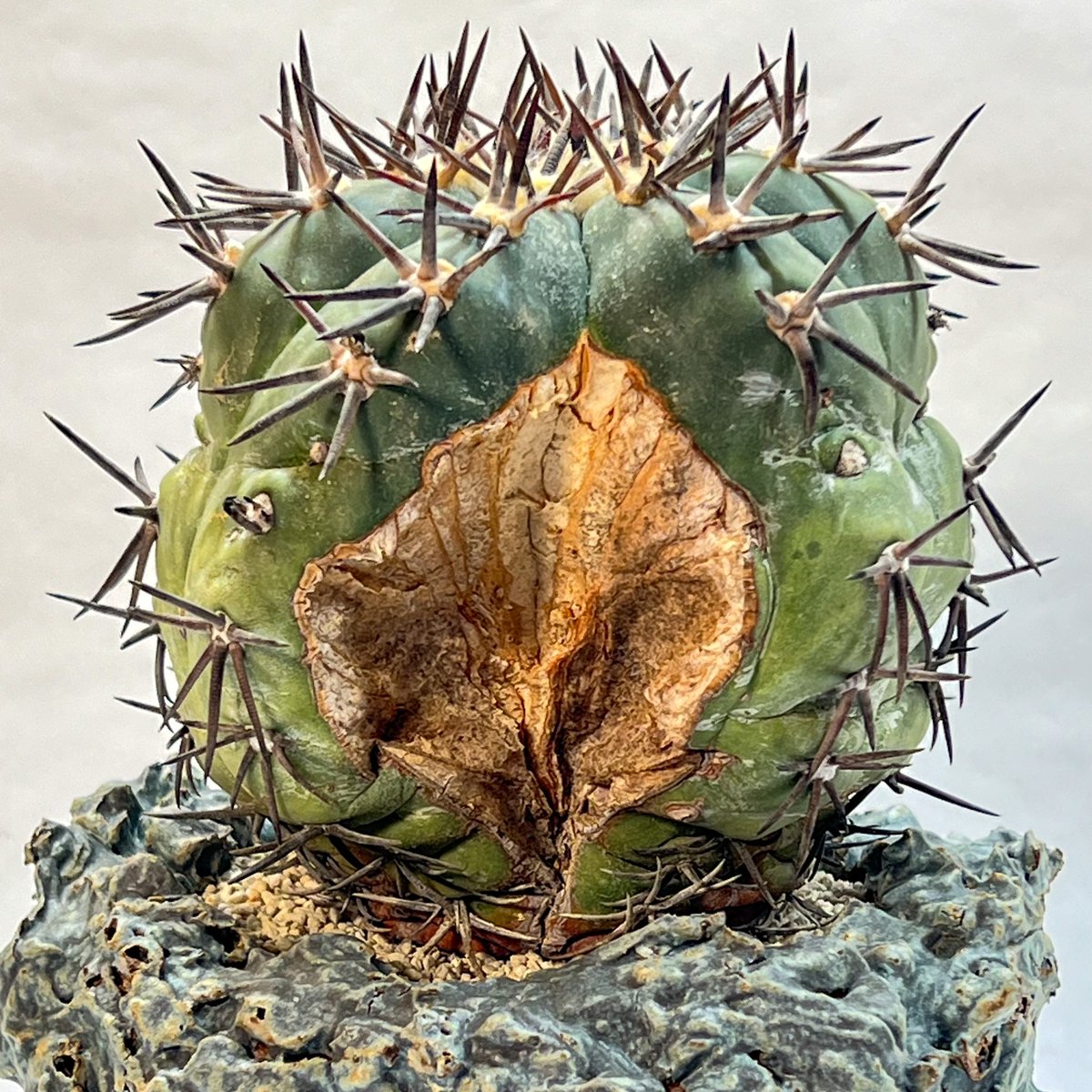 エキノカクタス 雷帝 錦 | monkey plants