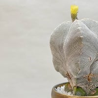 アストロフィツム エイリアンランポー | monkey plants