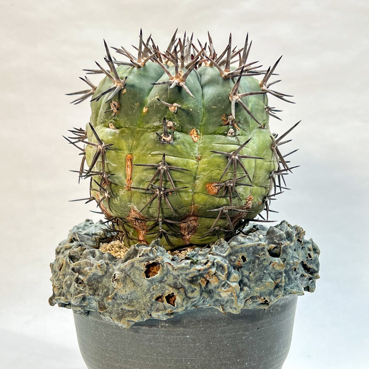 エキノカクタス 雷帝 錦 | monkey plants