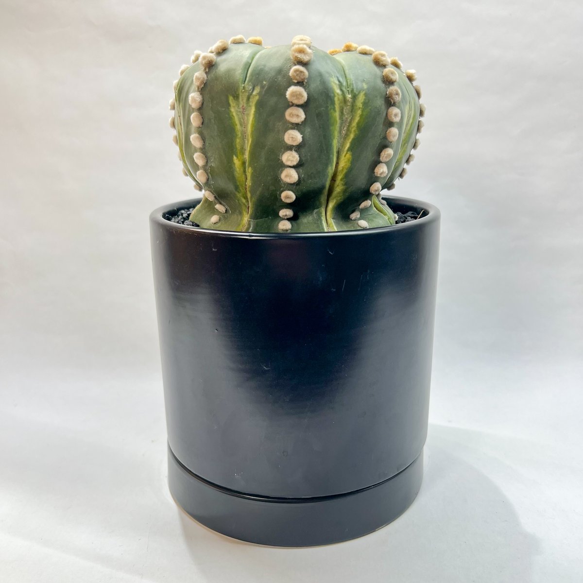 アストロフィツム 瑠璃兜丸 | monkey plants