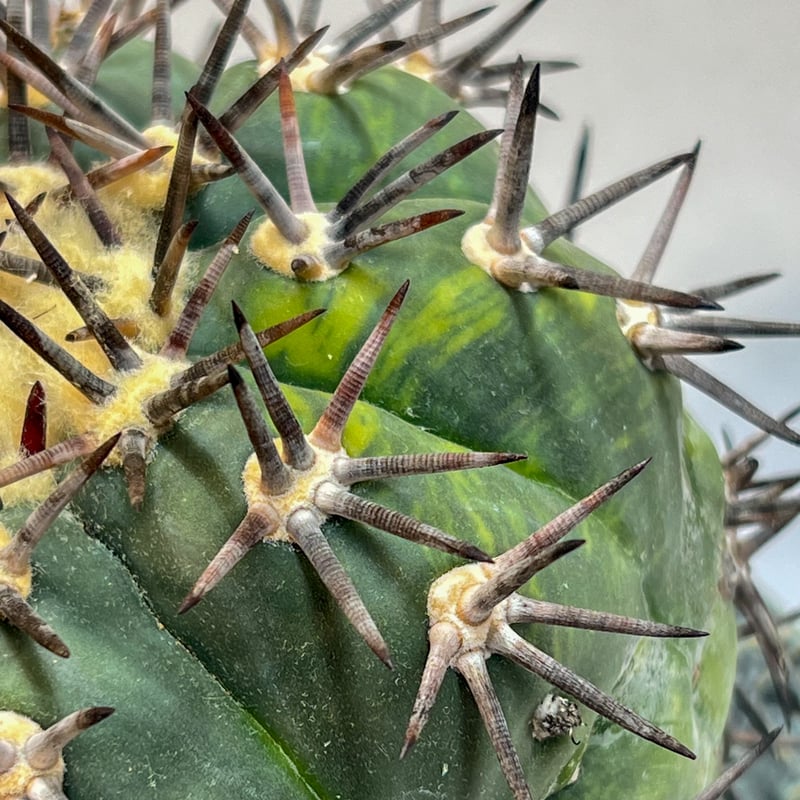 エキノカクタス 雷帝 錦 | monkey plants