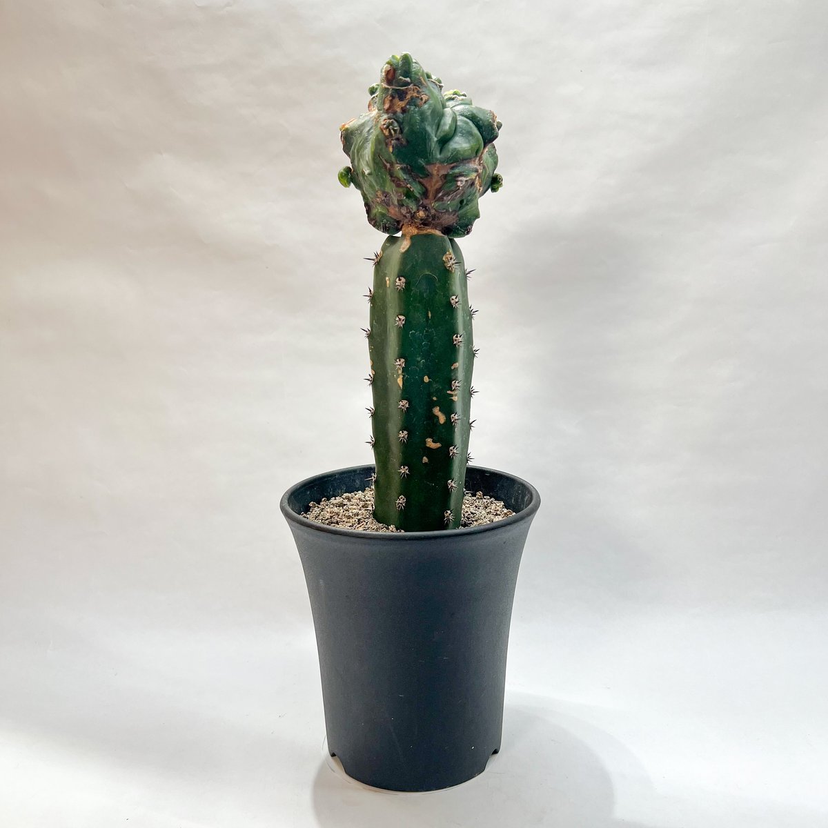 特大 極上 ランポー エイリアン アストロフィツム エイリアンランポー | monkey plants