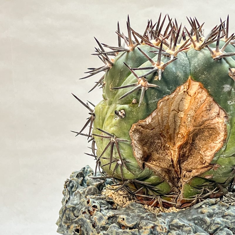 エキノカクタス 雷帝 錦 | monkey plants エキノカクタス 雷帝 錦 | monkey plants