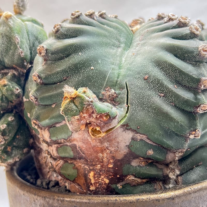 アストロフィツム 特大碧瑠璃ランポー | monkey plants