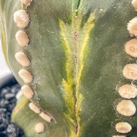 アストロフィツム　瑠璃兜丸