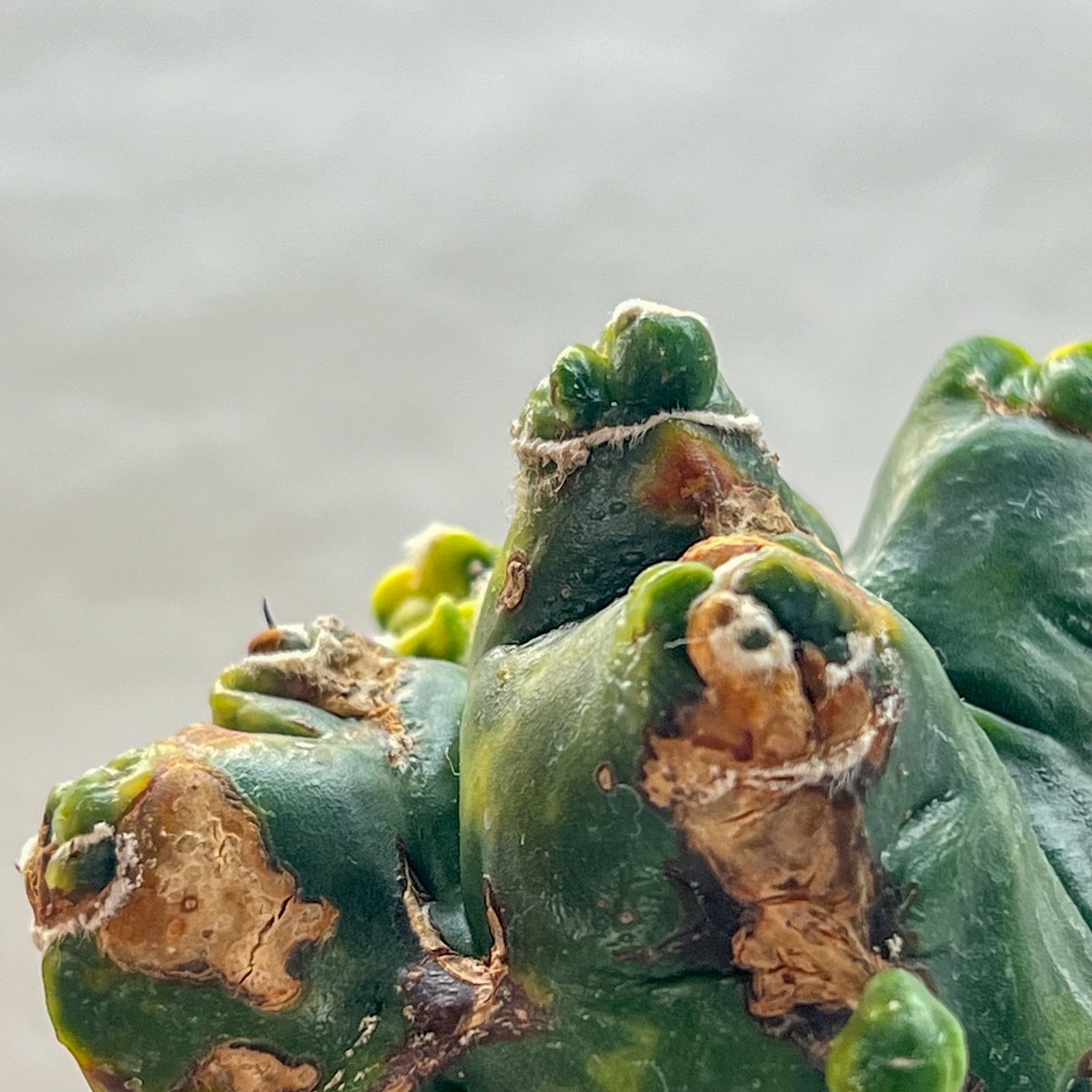 アストロフィツム エイリアンランポー | monkey plants