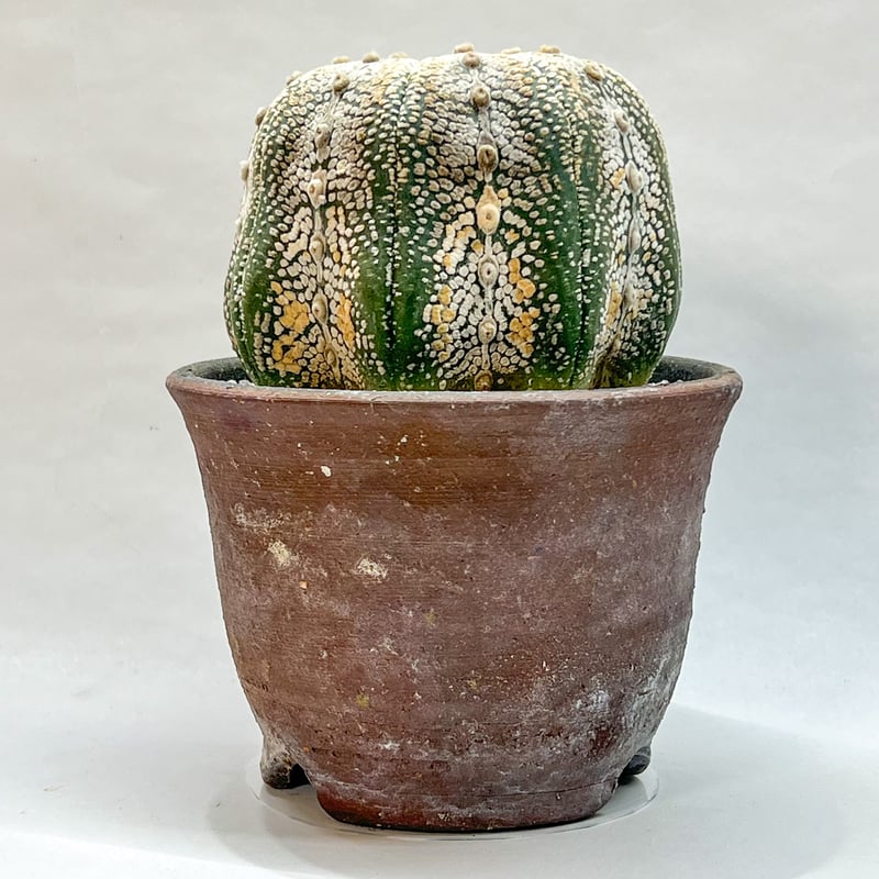 アストロフィツム スーパー兜丸 | monkey plants