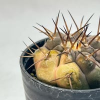 コピアポア　孤竜丸