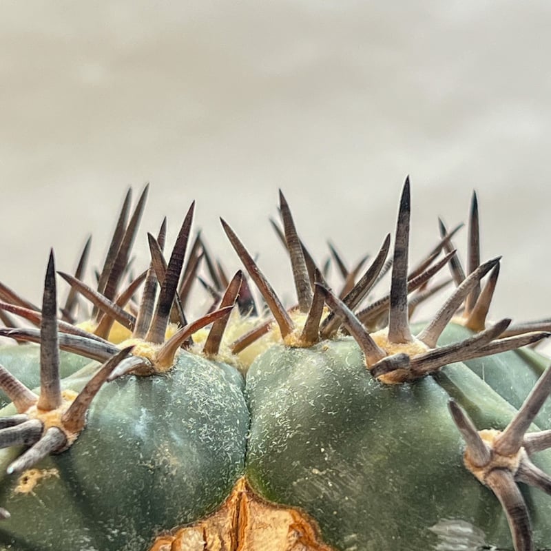 エキノカクタス 雷帝 錦 | monkey plants