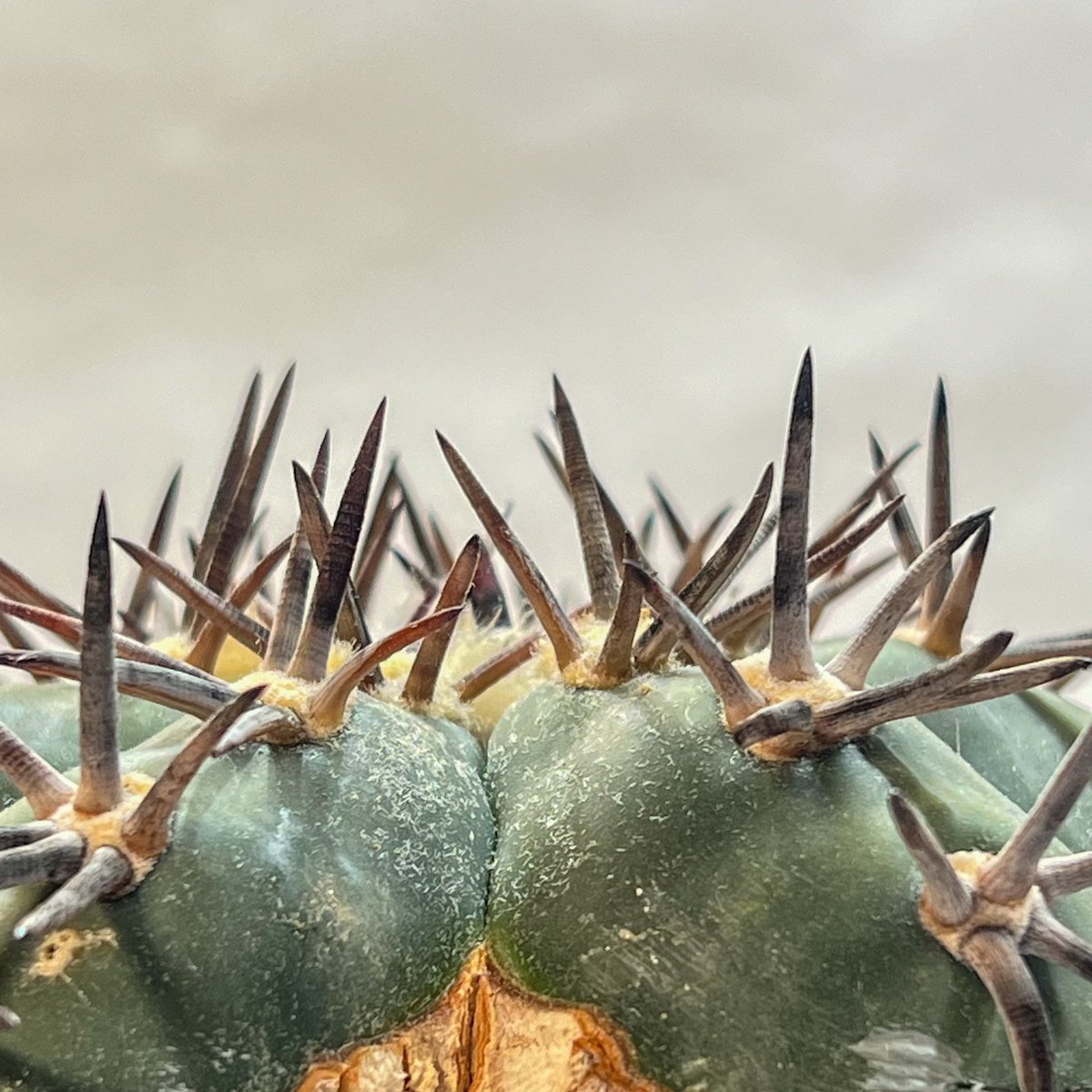 エキノカクタス 雷帝 錦 | monkey plants