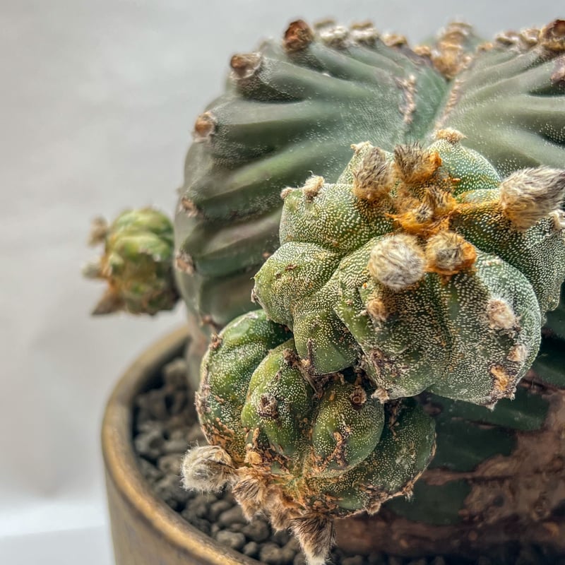 アストロフィツム 特大碧瑠璃ランポー | monkey plants