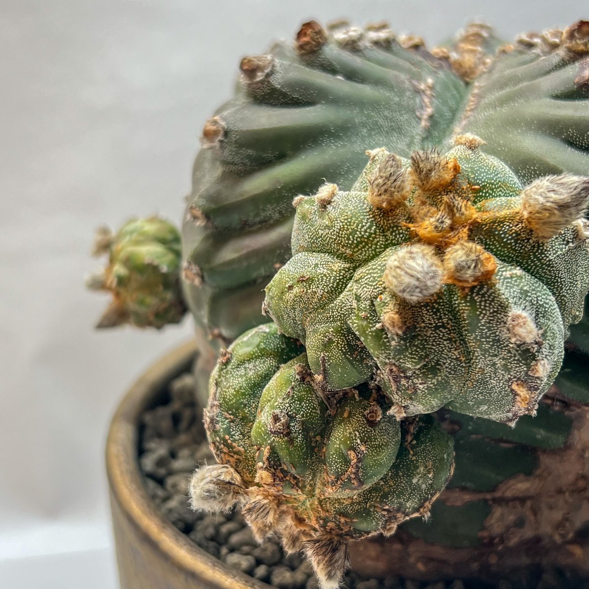 アストロフィツム 特大碧瑠璃ランポー | monkey plants