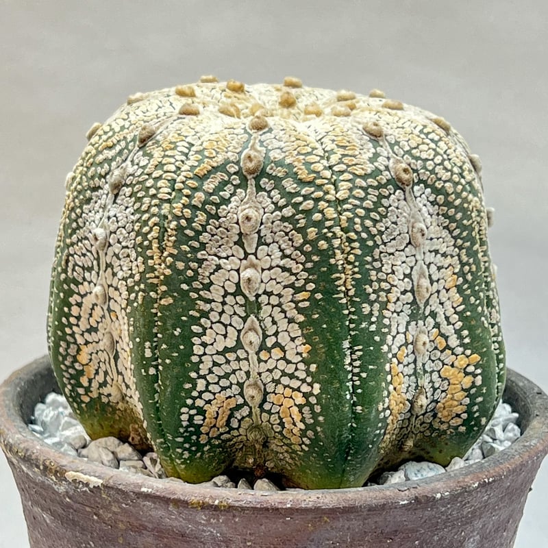 アストロフィツム スーパー兜丸 | monkey plants