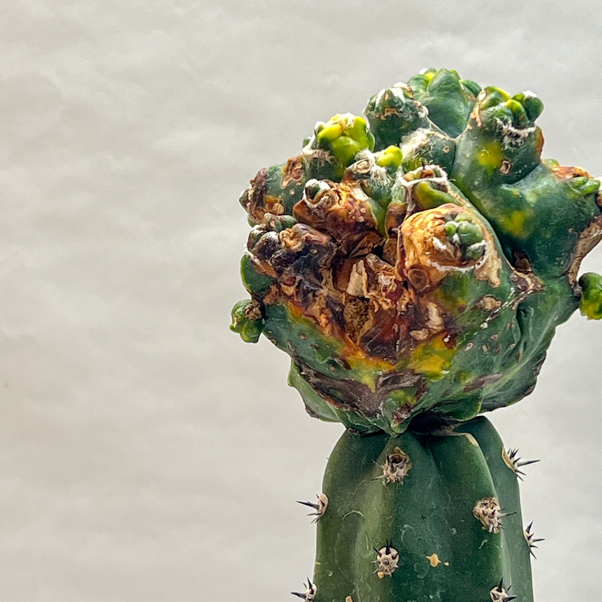 アストロフィツム エイリアンランポー | monkey plants