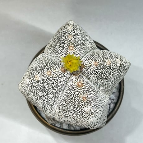 アストロフィツム　恩塚ランポー