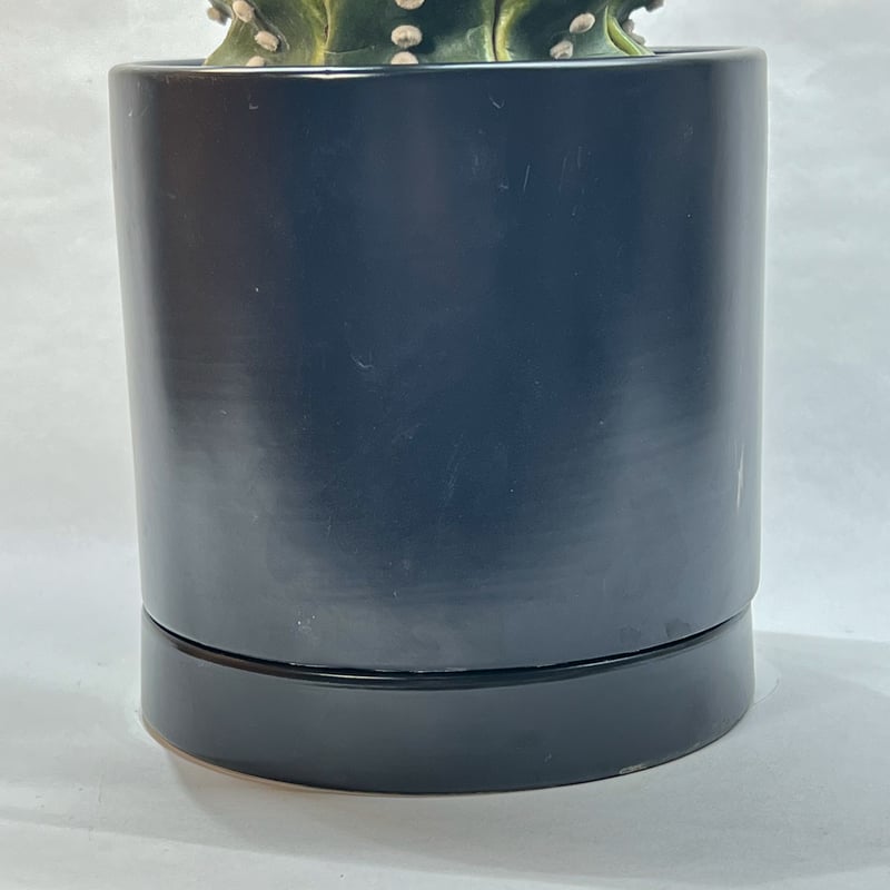 アストロフィツム 瑠璃兜丸 | monkey plants アストロフィツム 瑠璃兜丸 | monkey plants