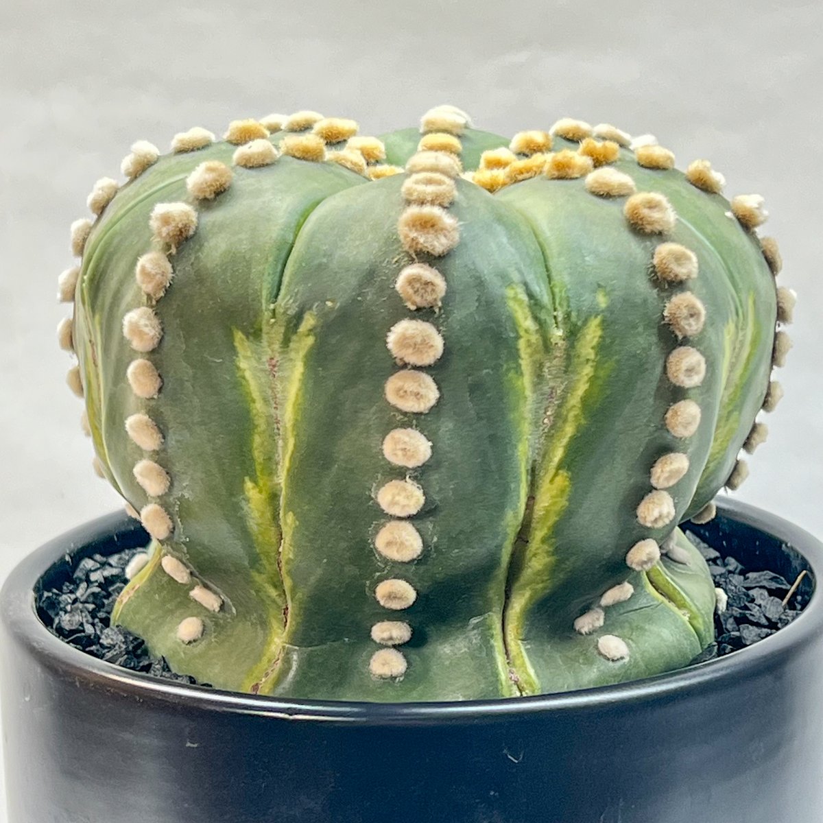 アストロフィツム 瑠璃兜丸 | monkey plants